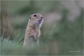 <p>SYSEL OBECNÝ (Spermophilus citellus) /European ground squirrel - Europäischer Ziesel/</p>